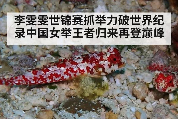 李雯雯世锦赛抓举力破世界纪录中国女举王者归来再登巅峰